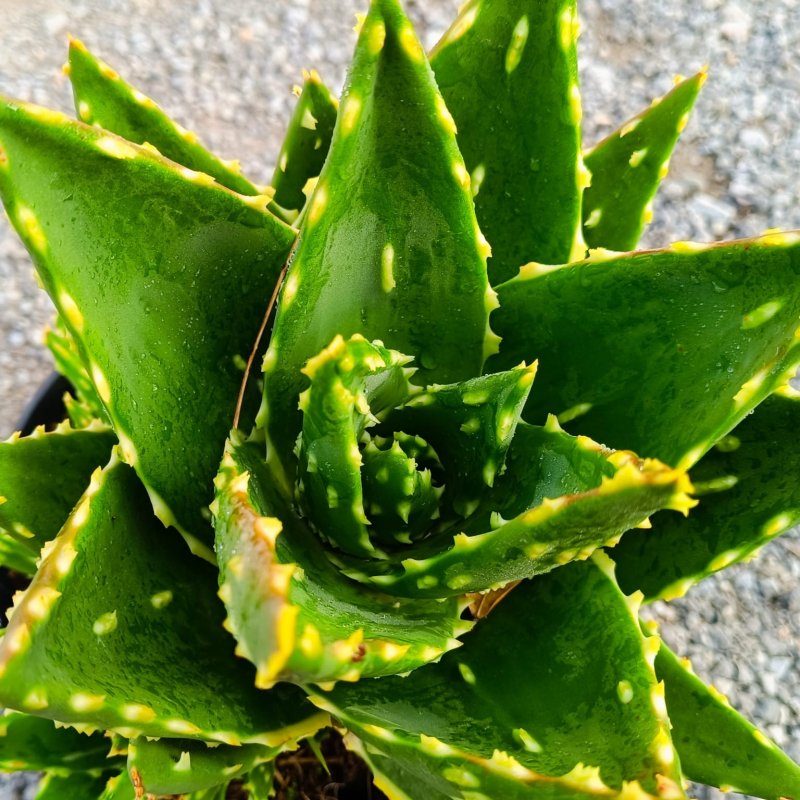 Aloe Mitriformis - kont. C5L, výška 15-25 cm Aloe Mitriformis - kont. C5L, výška 15-25 cm